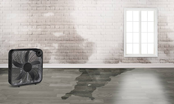 Best Sewage cleanup and water damage restoration  in Belleville, WI