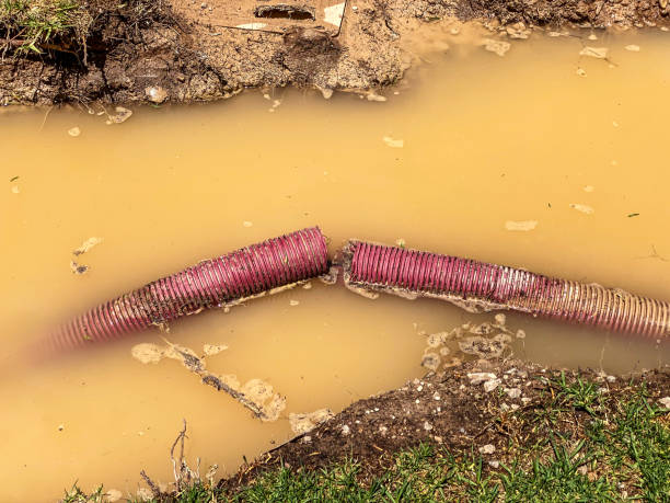 Best Flood restoration services  in Belleville, WI
